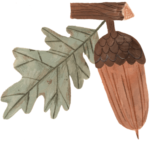 Acorn illustration from WOOD