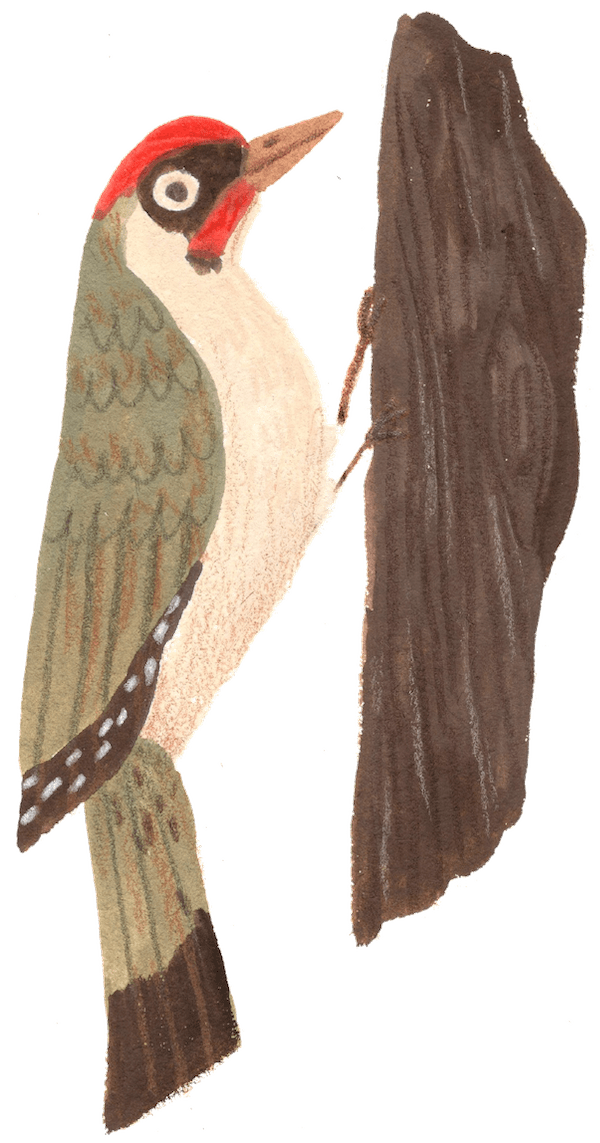 Woodpecker illustration from WOOD